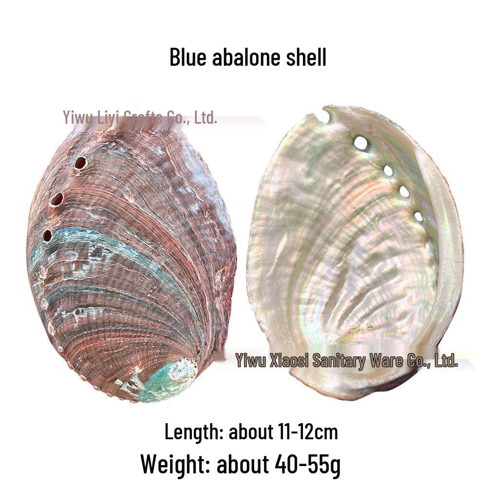 Abalone Shell Sage Incense Burner - Natural Pearl Decorative Piece for Home