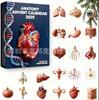 Ny Anatomisk Adventskalender 2025 Anatomisk Akrylhänge Juladventskalender