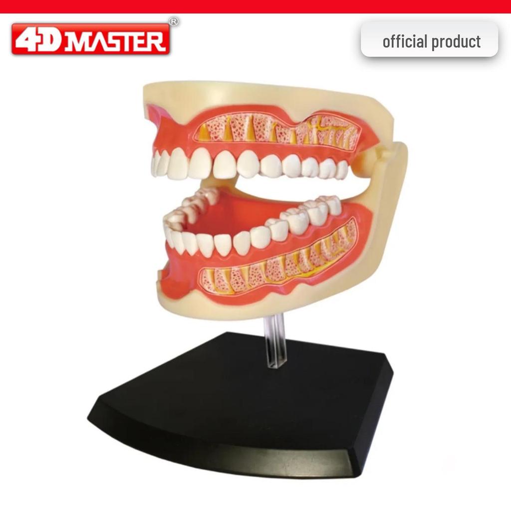 4D Knee Joint Ligament Anatomy Model for Medical Teaching