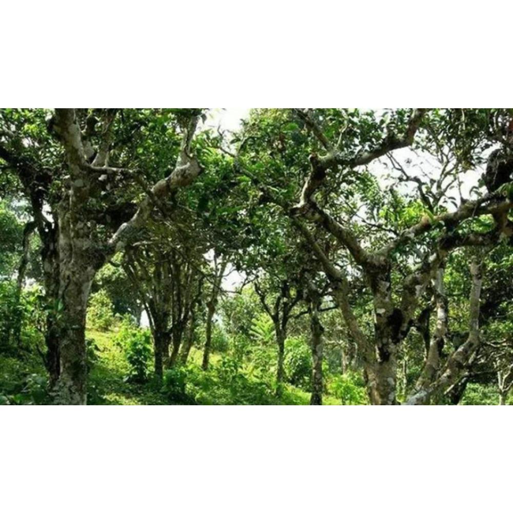 100g High Quality Ripe Pu-erh Tea Meng Hai Old Tree Gu Shu Fermented Tea Cake