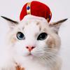 Pet Hood Cute Dog Teddy Dress Up Sunflower Cat Headgear Wig Cat Hat