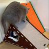 L Shape Cat Climbing Mat Wear-resistant Double-layer Cat House Cat Scratch Board  Indoor