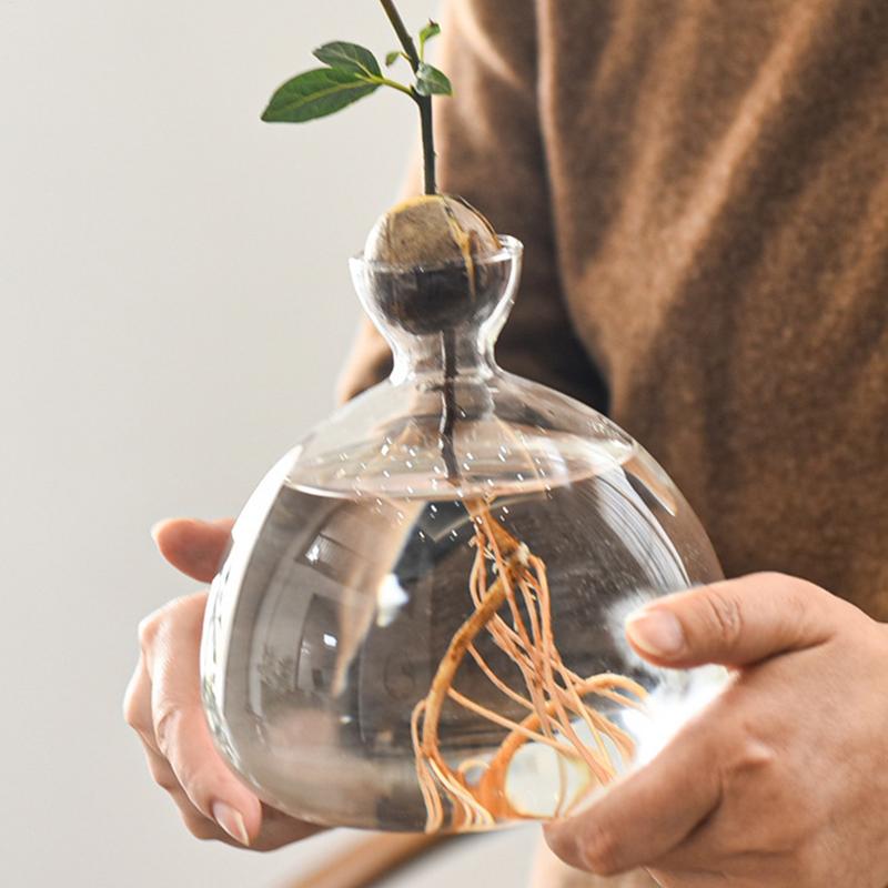 Avocado Seed Starters Vase Avocado Vase for Growing Avocado Seed Growing Kit Plant Glass with Stickers Gift for Gardening Lovers