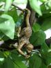 Resin Garden Sculptures Frogs Hedgehogs Turtles Sloths Monkeys Cats Dinosaurs & Hanging Planters Outdoor Decor