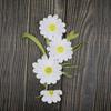 Daisy Clothing Applique Elegant Clothes Patches Flower Embroidered Patches  Sewing