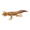 BH8140 HANSA Gecko leopard 26