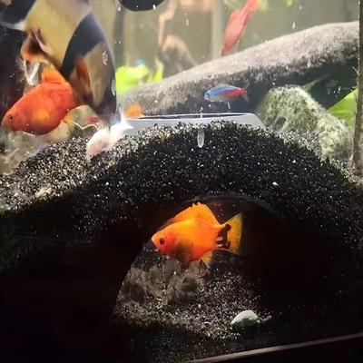 Fische & Meerestiere – Aquarien-Einrichtung