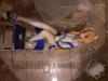 [USED] PLUM Gym Uniform Marie 1/7