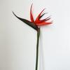 Fiore di Seta Uccello del Paradiso - Arredamento Premium per la Casa, Esposizione per Showroom, Oggetto di Scena per Fotografia