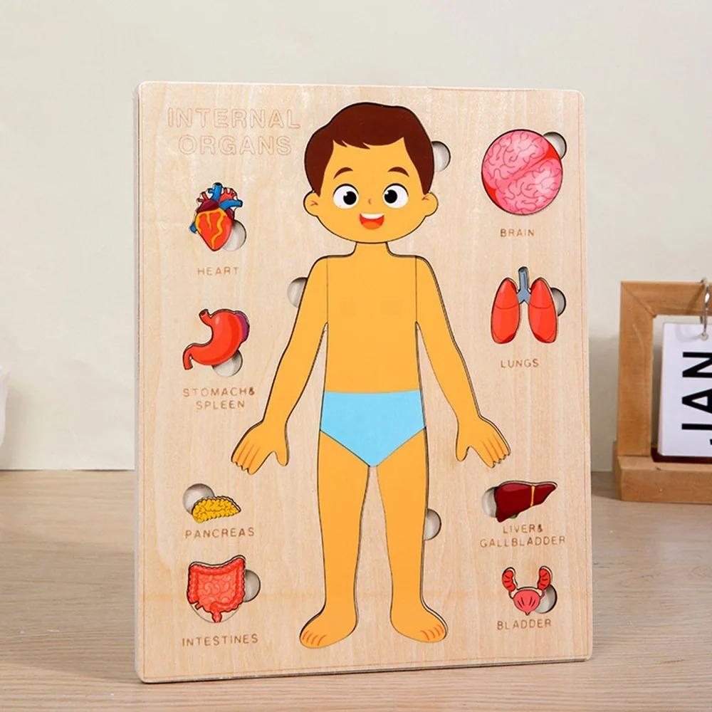Montessori Puzzles Busy Board Human Body Parts Teaching Learning Educational Anatomy Toy Puzzle for Kids Children Early Learning