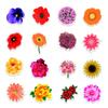50 New Plant-based Flowers Graffiti Stickers Balanced Driving Mobile Phone Kettle Decoration Stickers