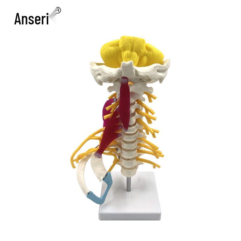 Human Cervical Spine Anatomy Model