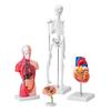 Set Bundle Modelli Anatomia Umana, Cervello, Tronco Corporeo Umano, Cuore, Set Modello Scheletro di 4 Pezzi, Strumenti di Studio Modelli 3D Pratici Modelli Didattici per la Fisiologia