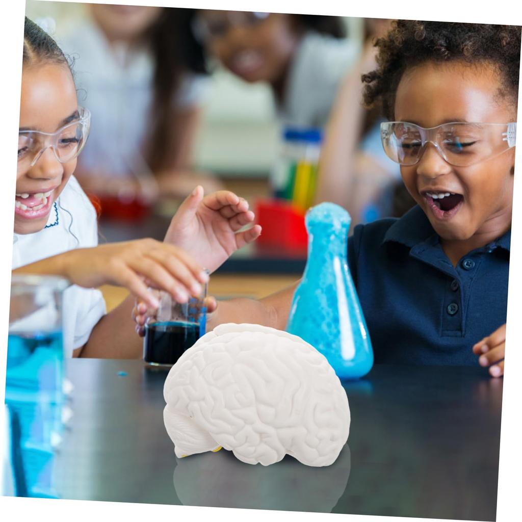TENDYCOCO Human Brain Model: Human Brain Anatomy Model with Display Base, White for Learning Science Classroom Research Display Medical Education