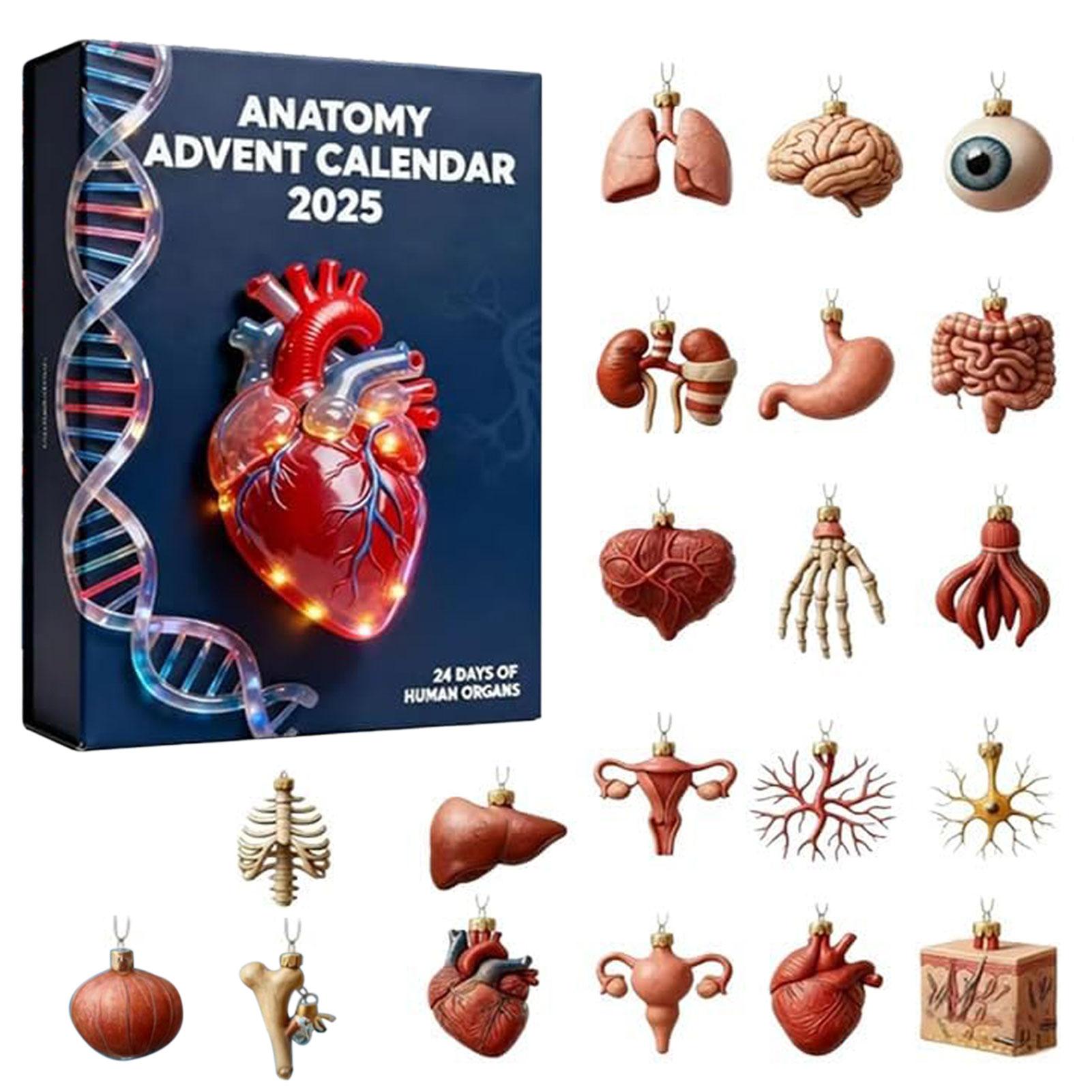 

24pcs 2025 Anatomys Advents Calendar 24 Day 2D Acrylic Pendant H Organ Decorations For Christmas Tree Medical Student Present M