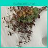 Eucalyptus Money Leaf Stems For Indoor Outdoor Wedding Decoration Gift