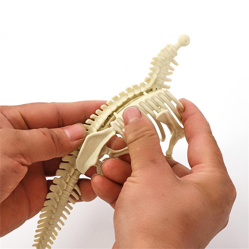 Dinosaur Skeleton DIY Toys Educational Puzzles Model Set For Kids Over 6 Years Old