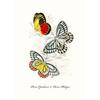 Vintage Butterflies poster Vintage Dead Leaf Butterfly Specimen Minimalist Wall  Print Canvas  Posters for Home Decor