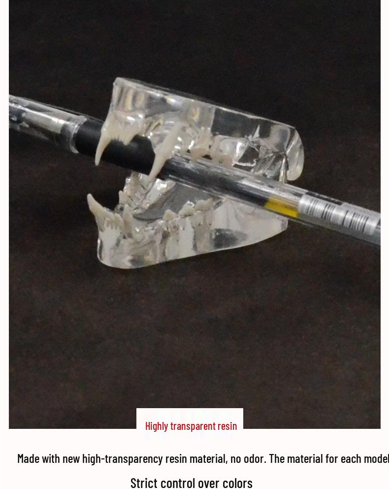 Transparent Cat Veterinary Oral Cavity Model 1:1 - Teaching Demonstration Simulation Mold