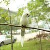 Uk Kreative Schaum Feder künstliche Papageien Imitation Vogel Modell Garten Dekor