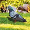 Double-Sided Printing Realistic Pigeon Sculpture Acrylic Pigeon Statues Wild Pigeon Decorations