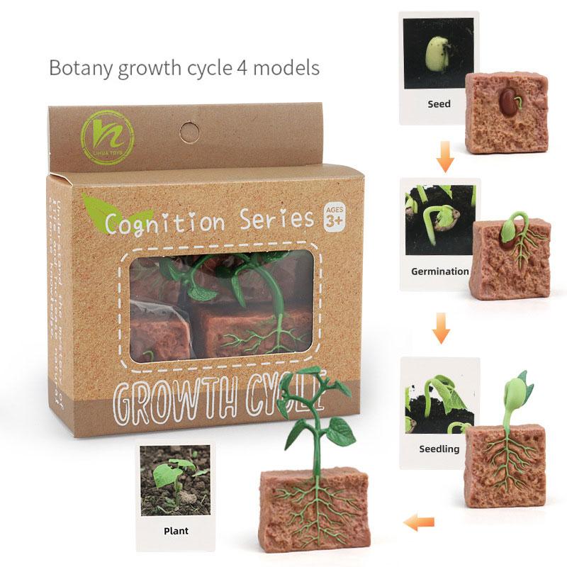 Toys Model Educational Simulated Animal Card Set Insect Plant Growth Cycle Cognitive Montessori Parish Home Open Learning Kids