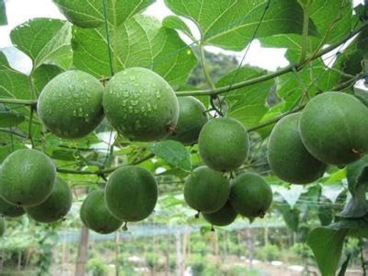 Seiko Coffee Luohanka Granules 500g X 12 Boxes In (sold Case)