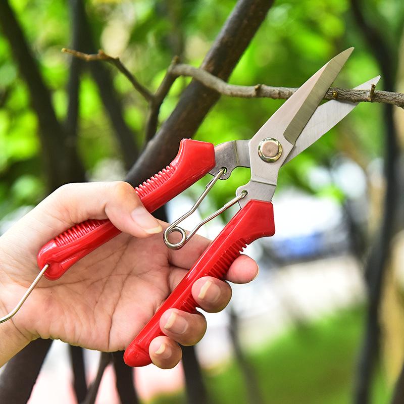 Garden Pruning Shears: Stainless Steel Fruit, Flower, Bonsai, and Branch Thinning Tool.