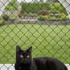 Plastic Pet Balcony Protective Net Bite Resistant Cat Safety Net Cat Window Sill Fence  Patio
