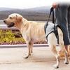 Adjustable Dog Back Padded Support Strap for Puppy Injuries Joint Recovery Tool