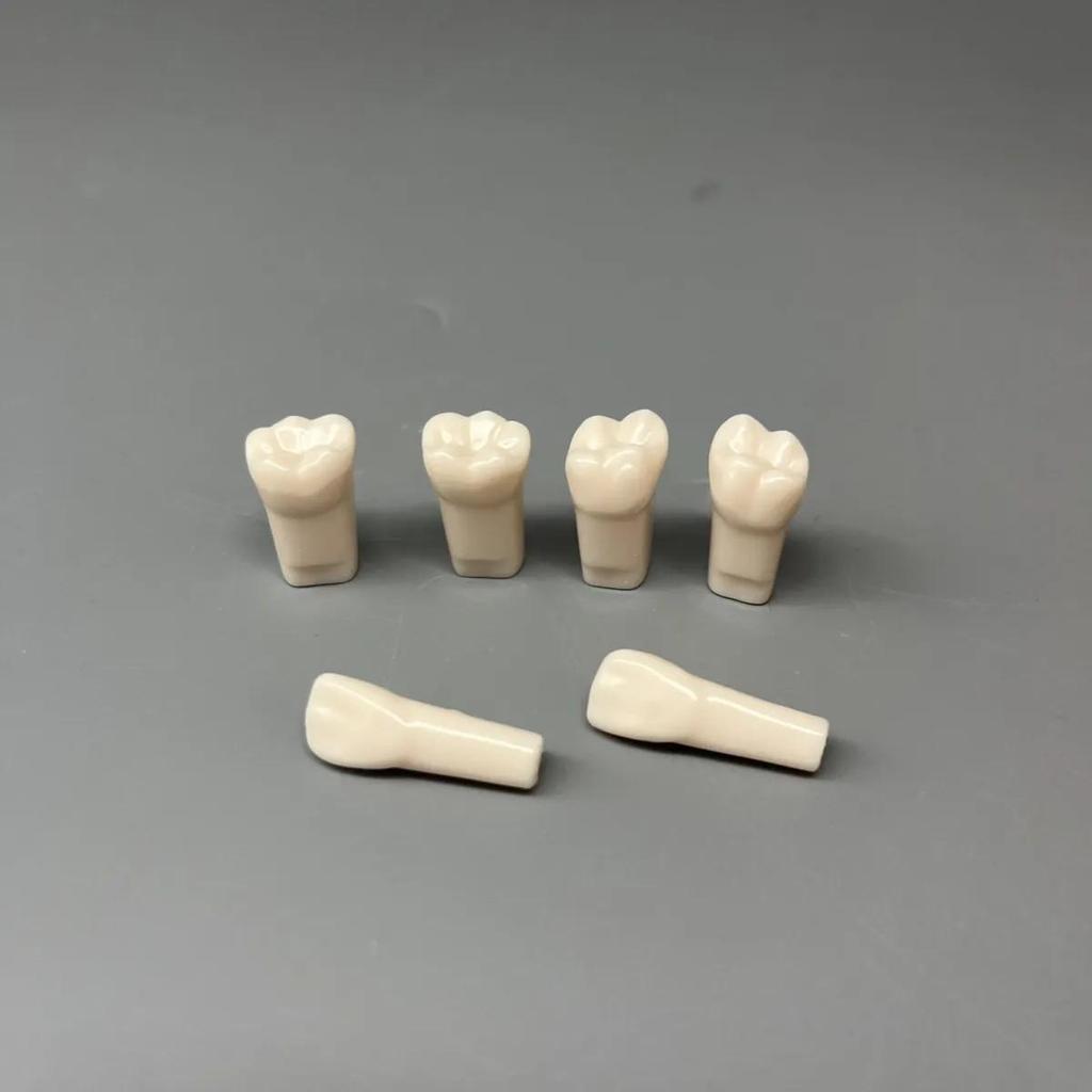 Dental Student Practice Model: Full Mouth with 28 Loose Tooth Pieces