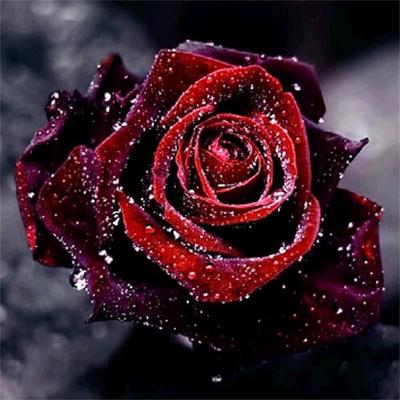 5D Diy diamentowe malowanie ciemnoczerwona róża diamentowa haftowana pełna warstwa Anime zestawy do szycia krzyżowego wystrój domu ręcznie robiony prezent