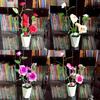 Artificial Rose Plant With Silk Flowers For Home Decor And Gift Use