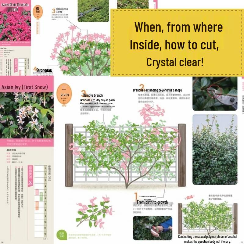 Illustrated Guide to Garden Plant Pruning