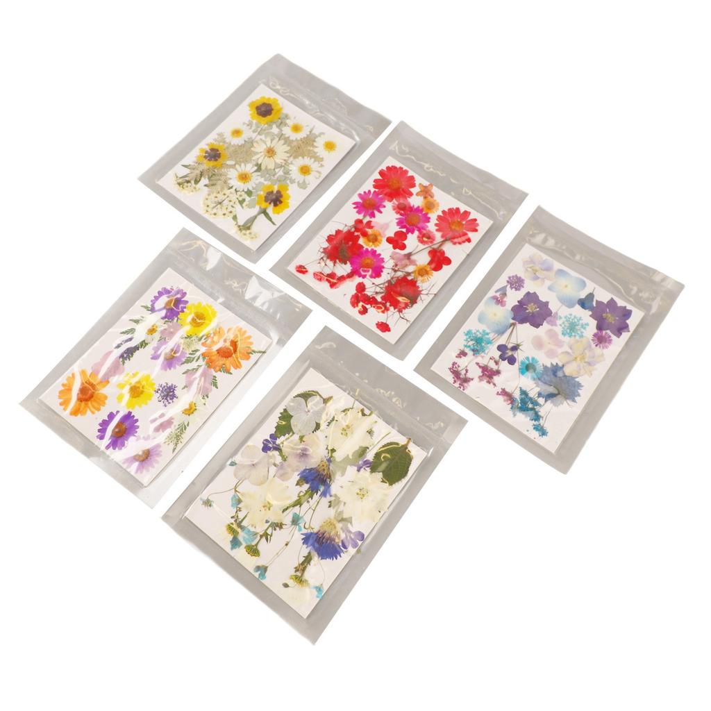 5 Bags Pressed Flowers Assorted Styles Vibrant Rich Details Multi Purpose Colorful Dried Flowers for DIY Mold Bookmark