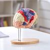 Human Brain Model Anatomy, 2X Life-Size 4-Part Human Brain Anatomical Model with Labels & Display Base, Color-Coded Detachable Brain Model for Science