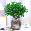 Hydroponic Fragrant Wood Indoor Plant | Insect & Mosquito Repellent | Evergreen Year-Round Desktop Decor