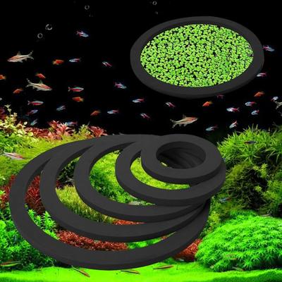 Peces y mascotas acuáticas – Decoración de peceras