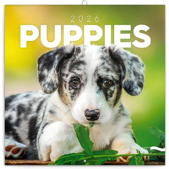 Calendar 2024-2025, Birds Wall Calendar, Monthly Calendar, 16 Month Hanging Calendar Sep 2024 - Dec 2025, 12x12 in. Puppies 2026