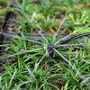 8 Holes 360 degrees Garden irrigation sprinklers Greenhouse Micro Bubbler Drip Irrigation Sprinkler Agriculture tools 100 Pcs