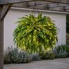 24 Leaves Glowing Boston Ferns with Lights Plastic Warm Light Lighted Boston Fern Plant Long-Lasting Realistic