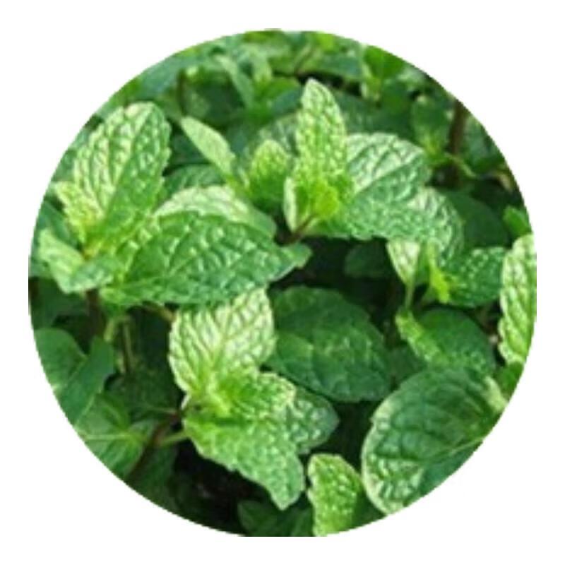 Pien Tze Huang Oral Clear Herbal Toothpaste