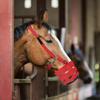 Grazing Muzzle for Horse Mouth Cover Equine Grass Muzzle Equestrian Equipment for Horse Pony Donkey