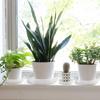 High Quality Plastic Plant Pot Tray Clear Durable Drip Trays Sturdy Flower Pot Indoor And Out Door Plant