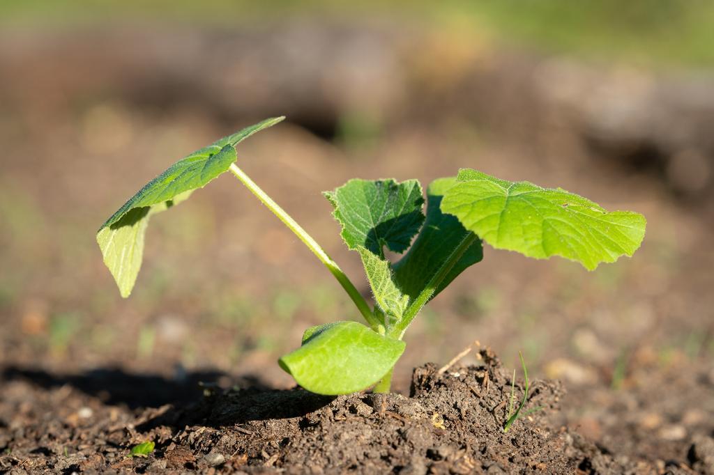 SAFLAX Garden In the Bag - Organic - Squash - Hokkaido - 5 Seeds - With Substrate In a Fitting Stand Up Bag - Cucurbita Maxima