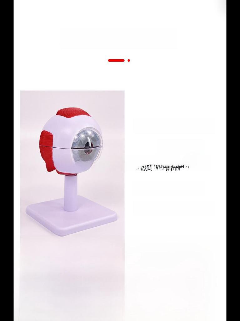 High-End Professional Human Eye Anatomical Model for Ophthalmology