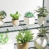 Four-Tier Mini Greenhouse - Green/White