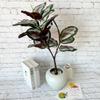 Ochrosia Maculata Jacq Tree Artificial Green Plant For Photography Props And Home Accent