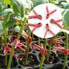 50PCS Plant Grafting Clip Plastic Premium Garden Tools For Cucumber Eggplant And Watermelon Round/Flat Mouth Anti-fall Clamps