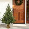 60CM Norfolk  Christmas Tree Front Door Christmas Tree Decoration Indoor Living Room Christmas Decoration